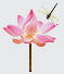 lotus-flower
