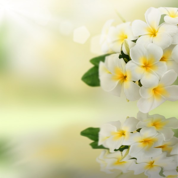 Frangipani Spa Flowers reflected water.Plumeria